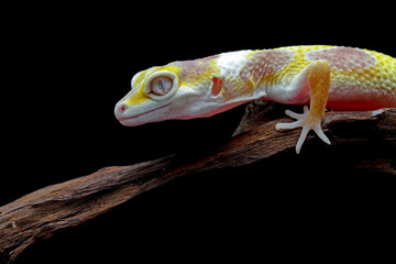 Leopard gecko lizard isolated on black background, eublepharis macularius, animal closeup
