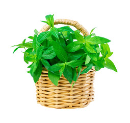 Fresh green mint leaves bouquet in a small wicker basket on a white background. Closeup of a bunch of spices plant, herb for medicine and cosmetology and health.