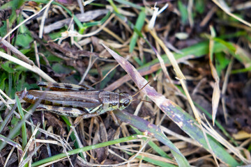 grasshopper in green grass