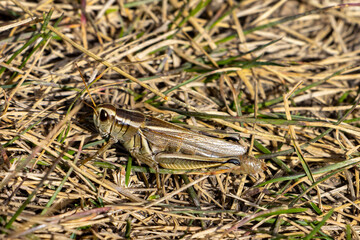 grasshopper on the grass