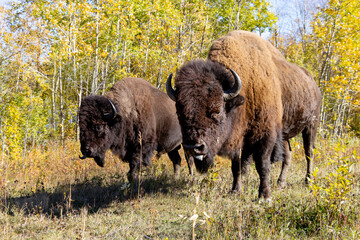 Fototapeta premium two bison in national park looking at camera with tongues out in autumn