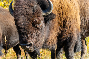 close up on american bison buffalo face