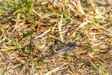 dragonflys mating in grass