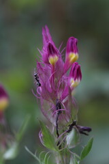 Fototapeta premium Melampyrum nemorosum plant with ants at its flowers