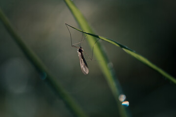 mosquito on green grass
