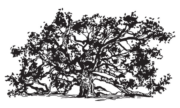Live oak tree silhouette vector