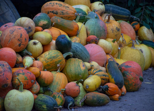 autumn harvest of pumpkins.
