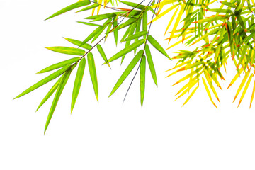 Beautiful green and yellow bamboo leaves on white background.