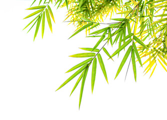 Beautiful green and yellow bamboo leaves on white background.