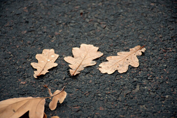 close-up autumn leaves on wet pavement
