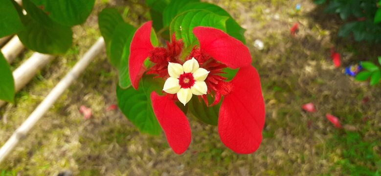 Poinsettia Flowering plant on Nature Background
