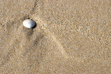 Sand Strand Hintergrund mit Muschel
