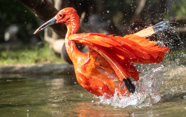The scarlet ibis (Eudocimus ruber) in water
