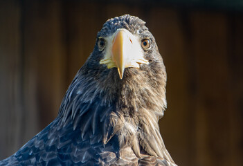 Portrait of the steller's sea eagle (Haliaeetus pelagicus) looking to camera