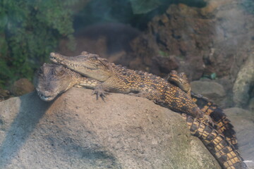 two crocodiles behind the glass