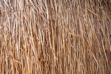 Golden dry grass lines for background and texture .Thatched with leaves grass roof or wall.