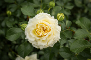 Closeup view of beautiful blooming rose bush outdoors