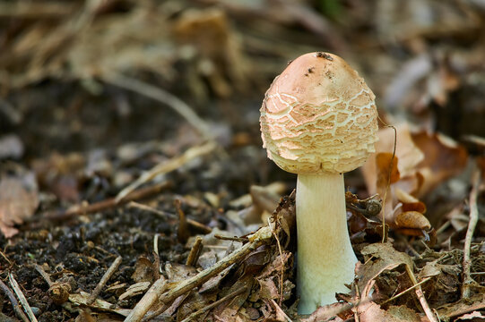 shaggy parasol mushroom in forest