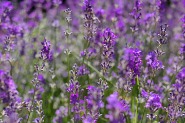 Bee on beautiful blooming lavender in field, closeup