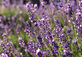Obraz premium Closeup view of beautiful lavender in field on sunny day