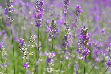 Obraz premium Beautiful blooming lavender plants in field on summer day, closeup
