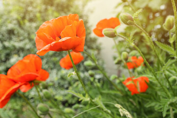 Beautiful red poppy flowers in garden, closeup. Space for text