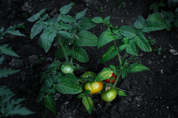 Fresh young tomato plant growing in ground outdoors. Gardening season