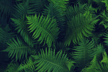 Naklejka na ściany i meble Beautiful fern with lush green leaves growing outdoors