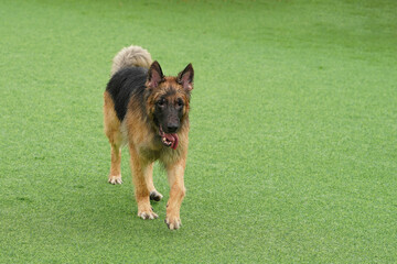 german shepherd walking at lawn