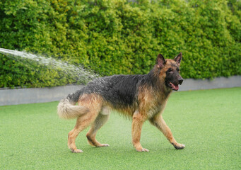 german shepherd dog with hose water wet fur on backyard