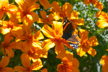 Red admiral butterfly (Vanessa Atalanta) with open wings perched on a orange flower in Zurich, Switzerland