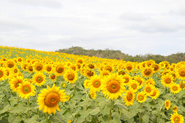 Sunflower field with mountain in natural background