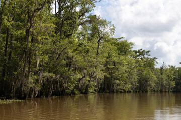 Fototapeta na wymiar Honey Island Swamp Landscape with Green Trees Covered in Spanish Moss in Louisiana