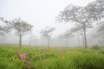 Beautiful pink flowers bloom in the rain forest (Curcuma sessilis Gage , Curcuma sessilis , Siam Tulip ) at Pa Hin Ngam  National Park Chaiyaphum Province ,Thailand