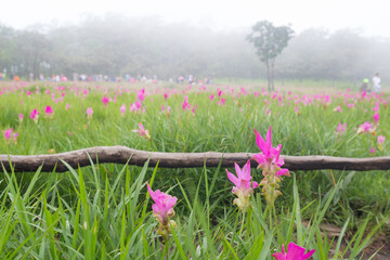 Beautiful pink flowers bloom in the rain forest (Curcuma sessilis Gage , Curcuma sessilis , Siam...