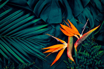 Tropical exotic flower, Closeup of Bird of Paradise or Strelitzia reginae blooming on blue leaves...