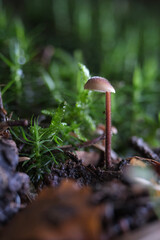 mushrooms in the forest