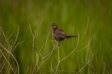 Female Red-wing Blackbird perched on a twig