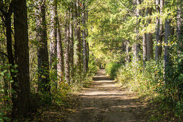 Forest road in a dense coniferous forest