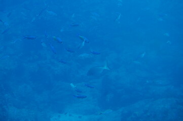 poissons dans la mer