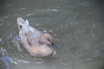 Fototapeta premium canard