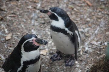 Obraz premium manchots