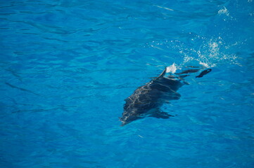 Fototapeta premium dauphin