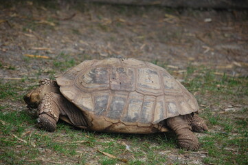 Fototapeta premium tortue