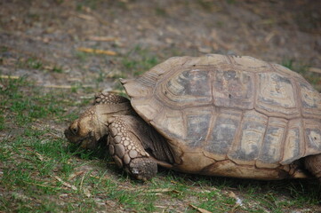 Obraz premium tortue
