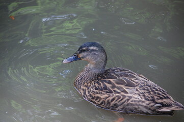 canard