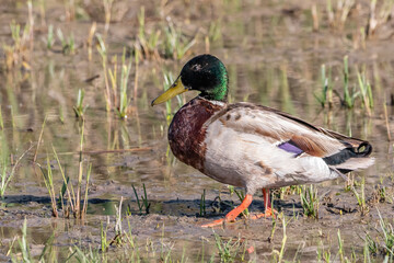 A male mallard or wild duck (Anas platyrhynchos) walking in wetlands