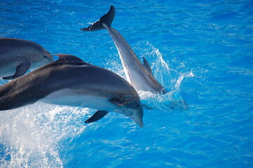 dauphins en train de jouer