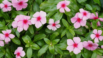 pink and white flowers