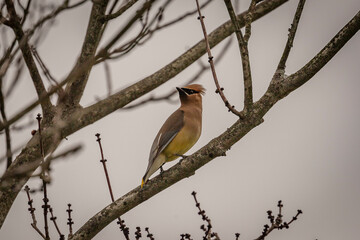 Cedar Waxwing perched on a tree branch